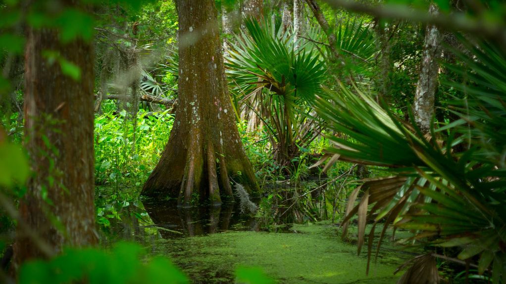 How Nitrogen-Fixing Trees Are Quietly Saving Tropical Forests