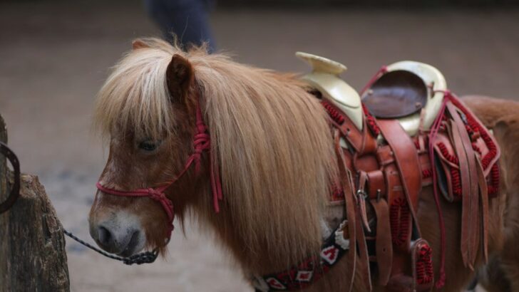 Pregnant Pony Pulled from Tourist Abuse Thanks to Explosive Viral Video