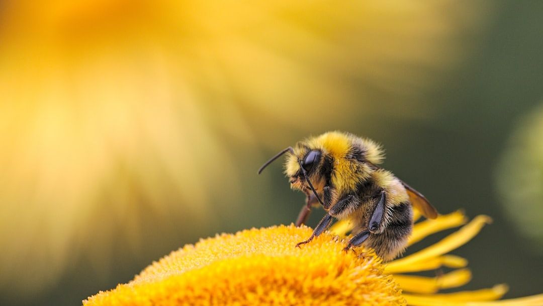 Wingless Queen Bumblebee's Zoomies Steal the Show in Heartwarming Rescue Tale