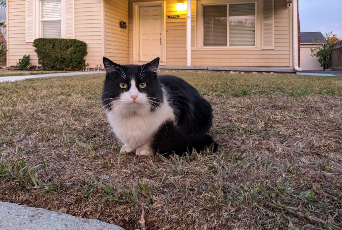 Shelter Cat’s Desperate Cry Turns Into a Lifelong Bond No One Saw Coming