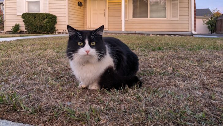 She Went Looking for a Kitten but an Overlooked Older Cat Chose Her Instead