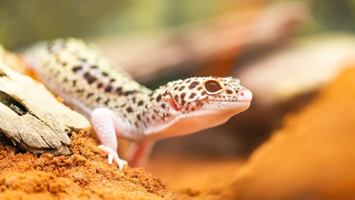 What Leopard Geckos Really Need From Their Heat Setup, According to Experts