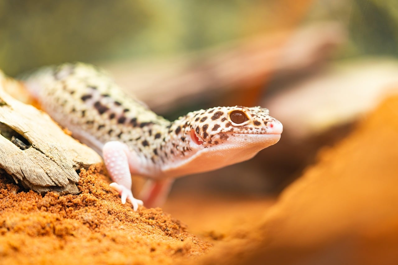 Heat Pad Or Heat Lamp For Leopard Gecko The Warmth Showdown