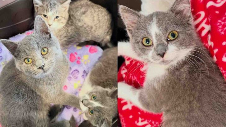Shy Kitten Overcomes Fear with Sibling Guidance, Secures Joyful Forever Home