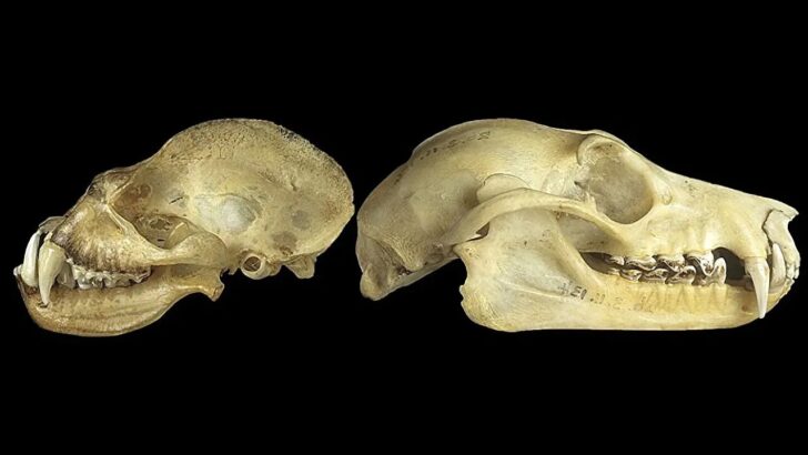 New Bat Skull Research Reveals the Hidden Evolution of Echolocation