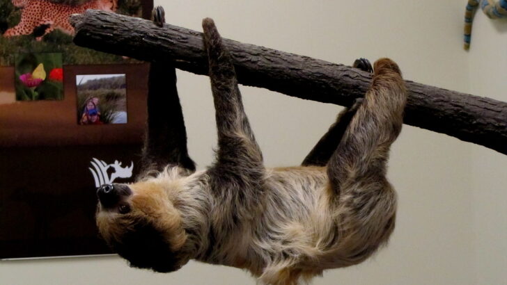 Curious Case of Sloths Showing Up in All the Wrong Places