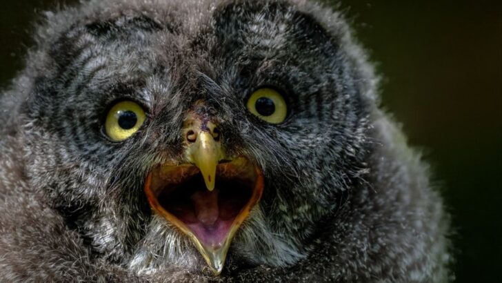 Three Fluffy Owlets Grow into Mighty Hunters Thanks to Teddy Bear Mom at Wildlife Rescue