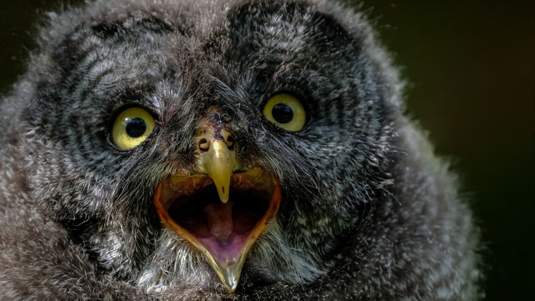 Three Fluffy Owlets Grow into Mighty Hunters Thanks to Teddy Bear Mom at Folly Wildlife Rescue