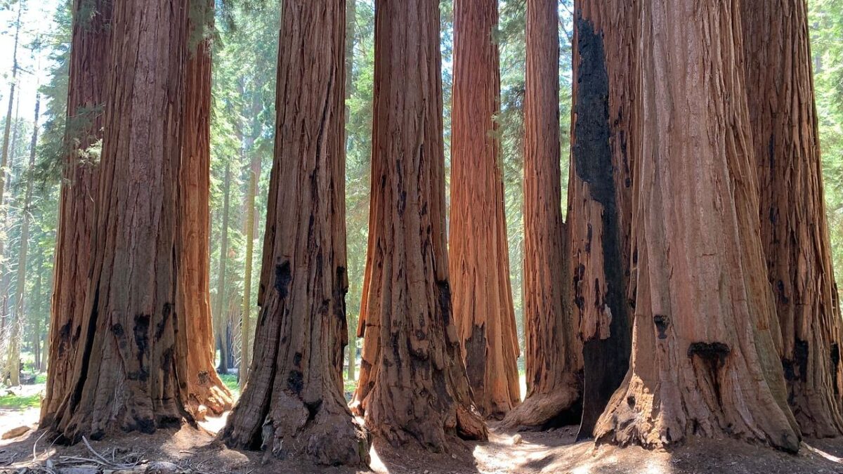 The Ancient Redwoods of California Are Home to 6 Unique Animals You Won't Believe