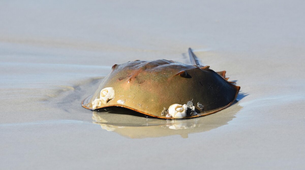 This Ancient Animal Has Survived Billions of Years Without Changing