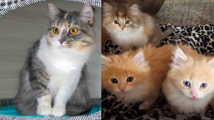 Forgotten Cat Family Discovered in Deserted Apartment Receives Lifesaving Rescue