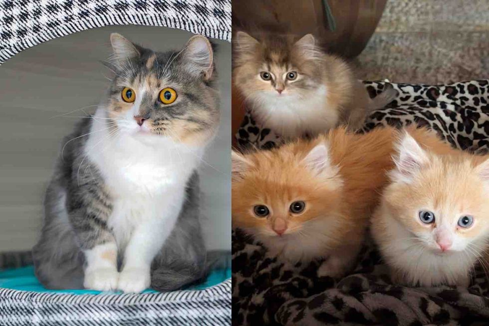 They Found a Cat and Her Kittens Wandering Around Inside a Vacant Apartment and Rushed to Get Them Help