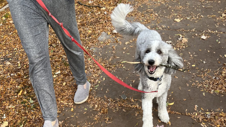 Chicago Neighbors Chase Down Thief to Reunite Family with Stolen Sheepadoodle
