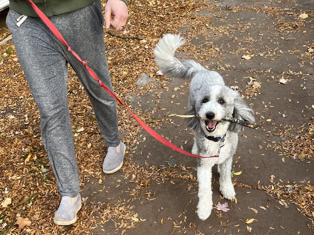 Dog Tied Up Outside and Stolen Is Reunited With Family After City-Wide Search