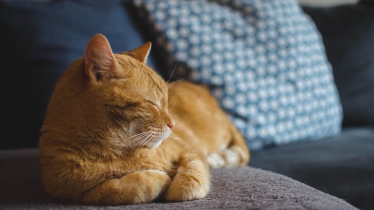 New Research Finds Ancient Instincts Keep Cats Sleep with Heads Elevated