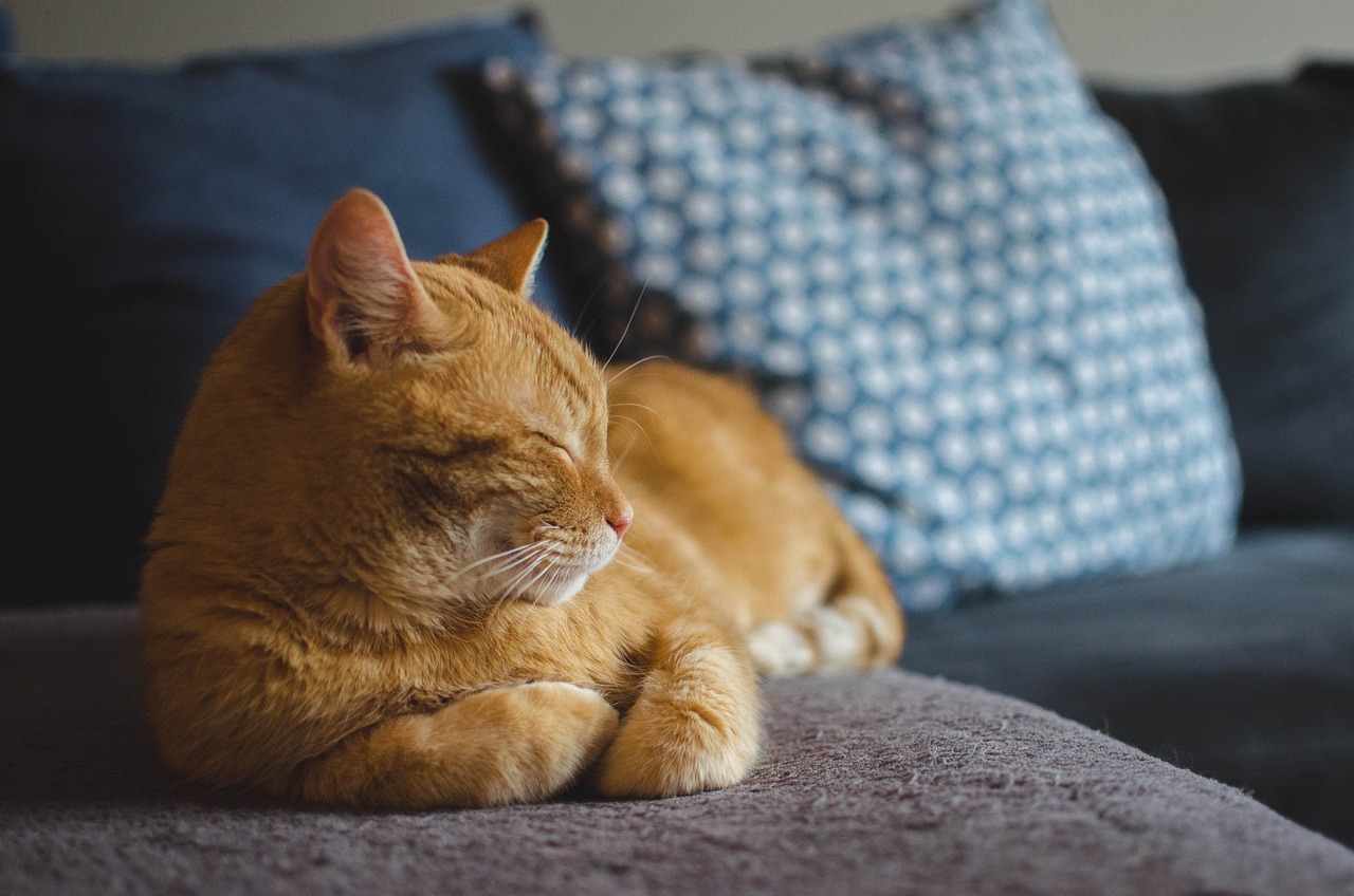 Why Do Cats Sleep With Their Heads Up?