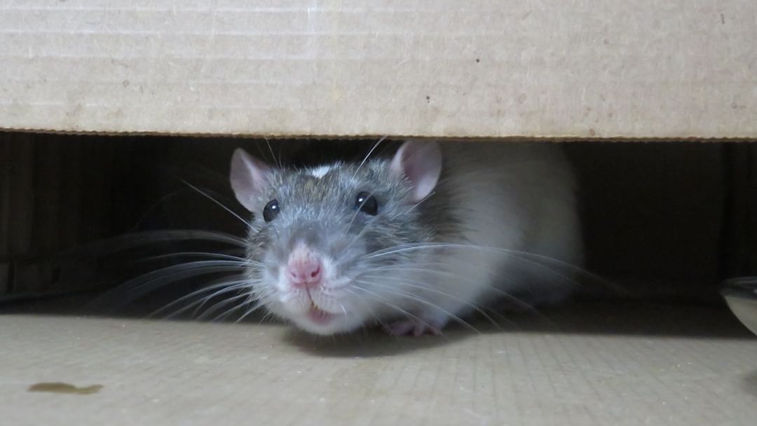 Rats Take the Wheel: One Rebel Rodent Bucks Traffic Laws in Viral Sensation