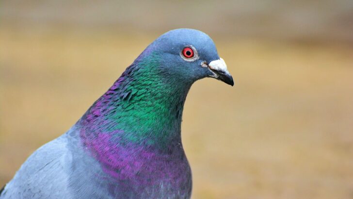 Urban Hero Gives City’s Overlooked Pigeons a Second Chance on Their Feet