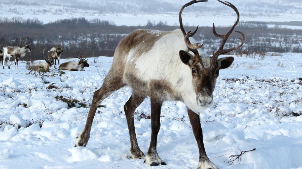 12 Surprising Facts About Reindeer