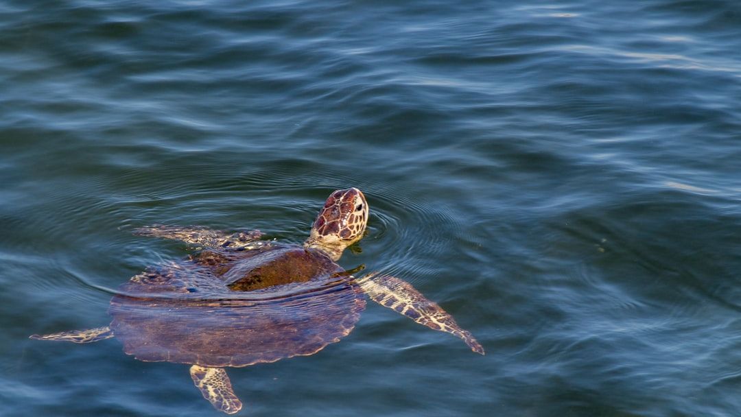 How Do Animals Navigate Without GPS? The Secrets of Their Internal Compass