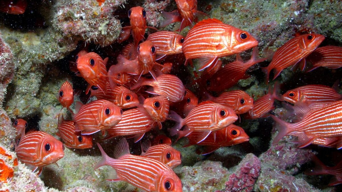 The Ocean Is Quietly Losing Its Fish - And The Numbers Are Alarming