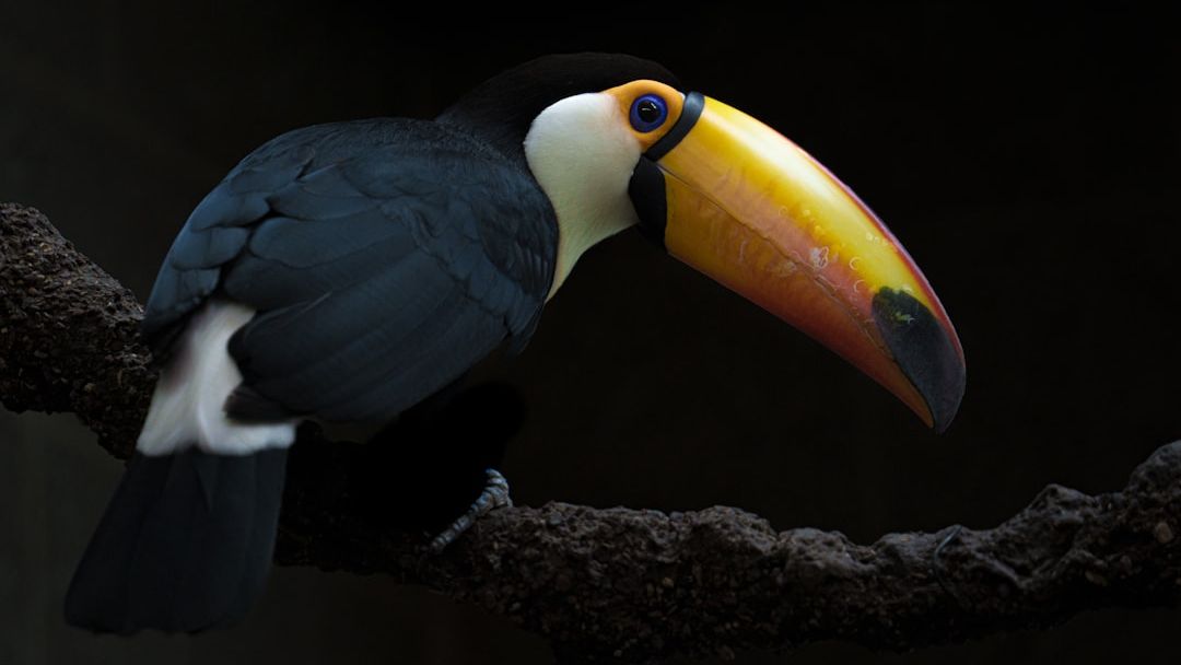Paul Rosolie Nurses Naked Baby Toucan Back to Life in Daring Amazon Rescue