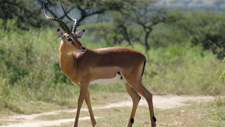 Herd of Brave Impalas Charges Straight Through Lions in South African Savanna