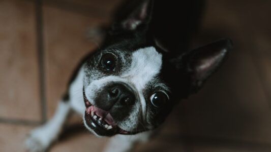 7 Ways Your Dog Shows Affection Without Touch