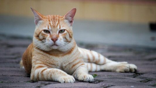 15 Things That Will Make You The Center of Your Cat’s World