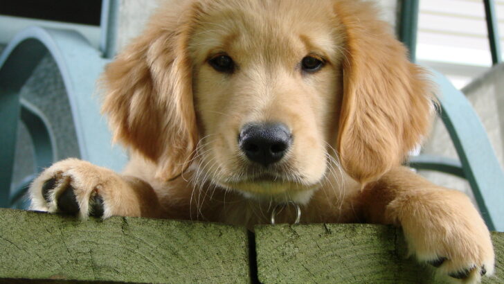 Determined Rescuers Give Abandoned Golden Retriever Puppies a Second Chance at Walking