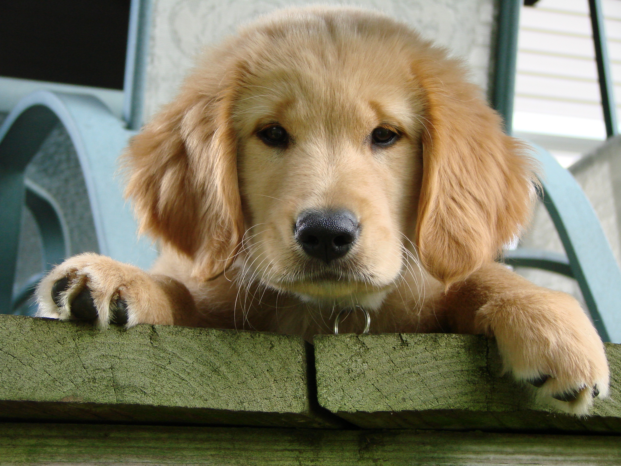 Breeder Discards Golden Puppies Who Couldn&rsquo;t Walk  -  Rescue Helps Them Run