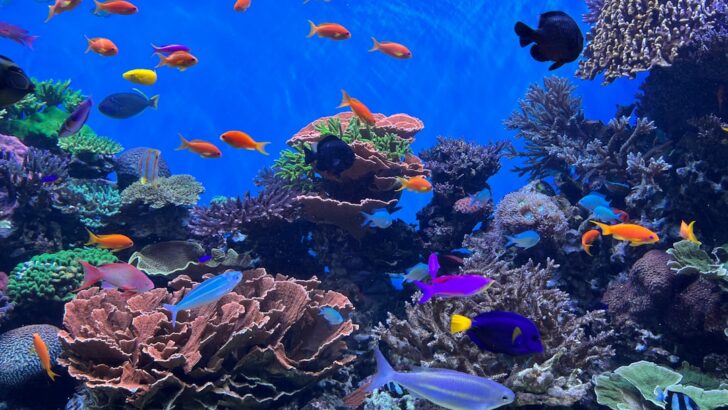 Vital Coral Ecosystems at Risk as Marine Biodiversity Hangs in the Balance