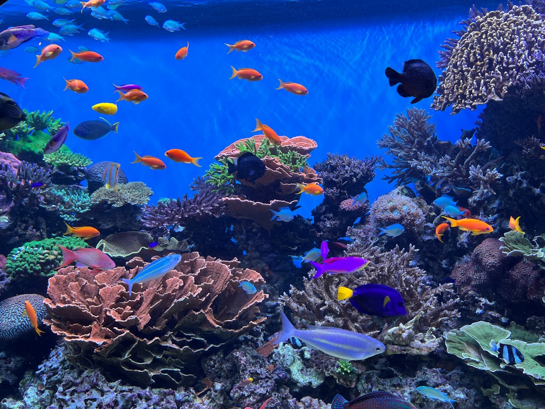 Coral Supports 25% Of All Marine Life And Its Collapse Is Putting Millions of Lives at Risk
