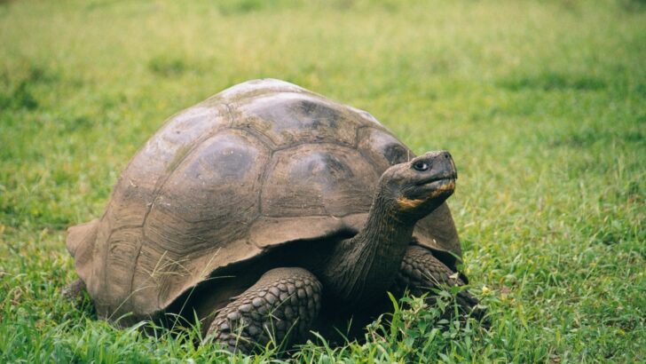Ancient Tortoise Bloodlines Help Restore Fragile Ecosystems of Galapagos Island