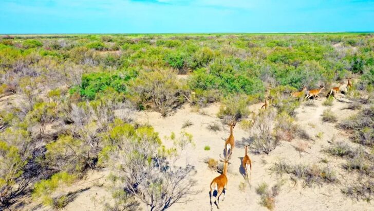 Kazakhstan Is Planting Tens of Thousands of Trees to Bring Tigers Back From the Brink