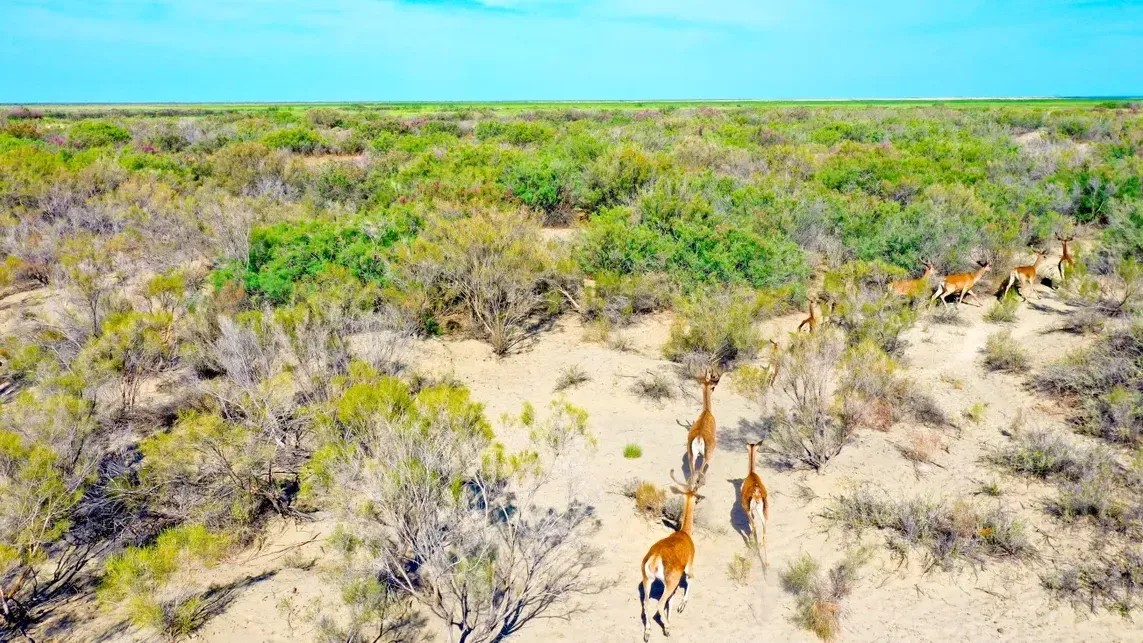 Kazakhstan Is Planting Tens of Thousands of Trees to Bring Tigers Back From the Brink