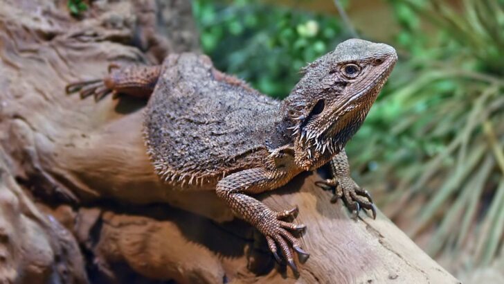 Bearded Dragon With Wobbly Walk Proves to Be a Fierce Mom