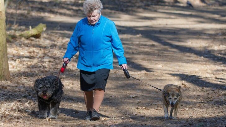 7 Simple Games That Can Sharpen Your Senior Dog’s Mind and Life