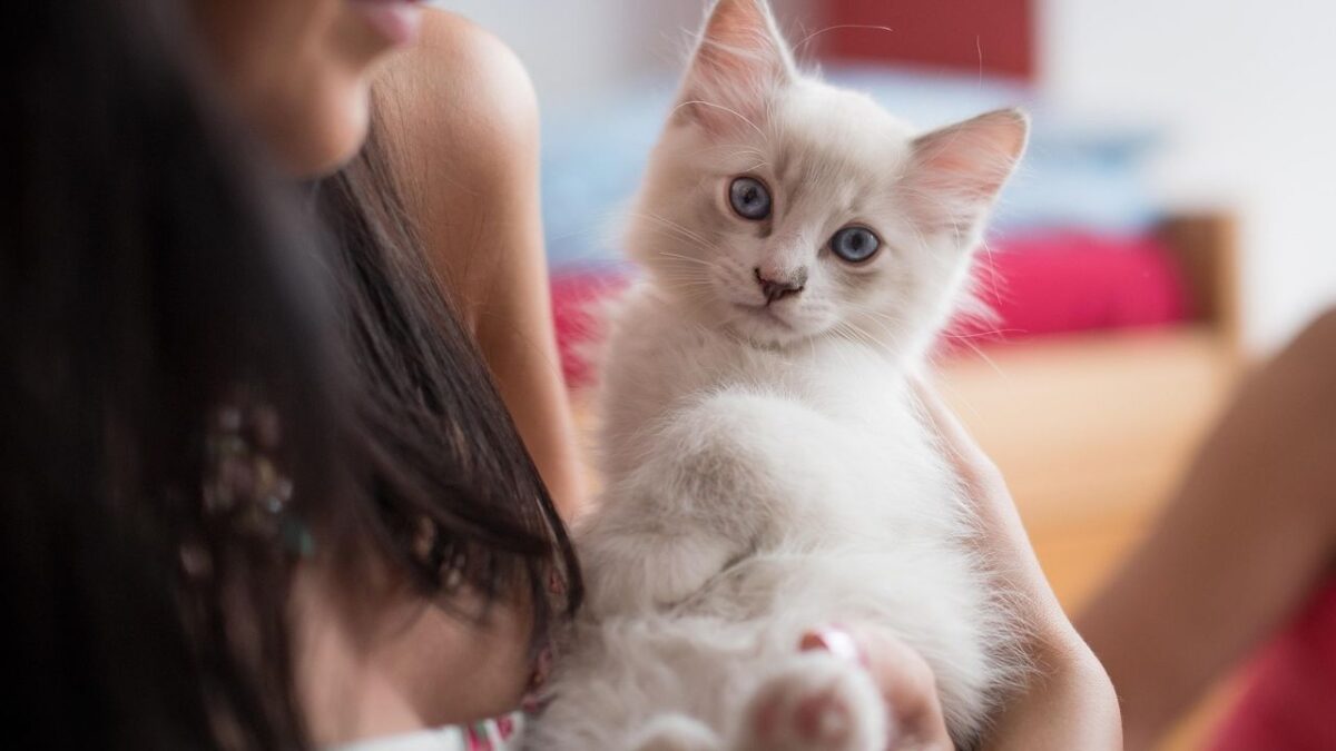 10 Cat Breeds Scorpio Signs Bond With Intensely and 5 That Resist Control