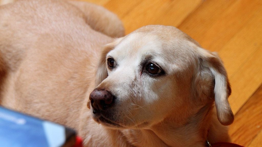 Why Your Dog Stares at You Before They Fall Asleep (It's Not Random)