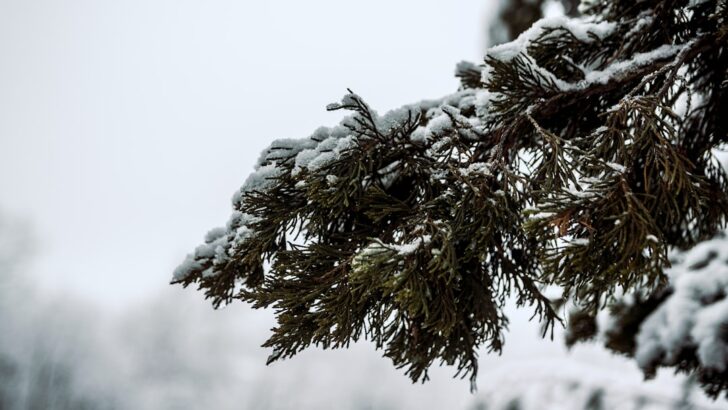 Arctic Storm Charges Toward Midwest and Mid-Atlantic with Snow and Deepening Freeze