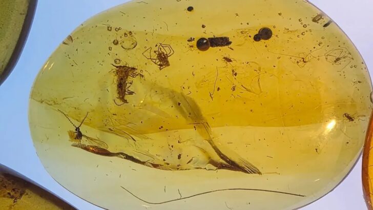 99-Million-Year-Old Fossil Amber Unlocks Secrets of Cretaceous Ant Colonies