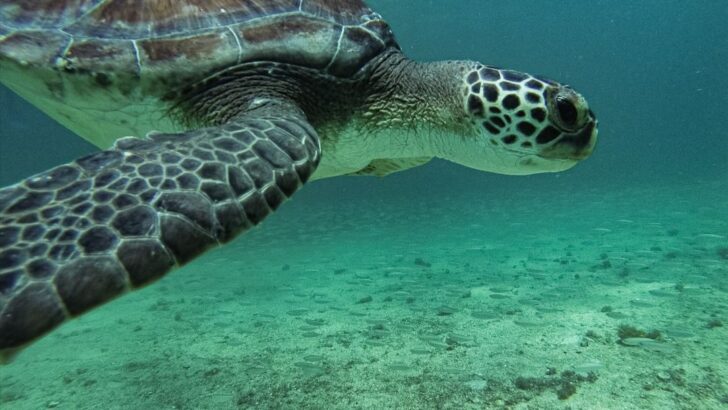 Growing Plastic Rock Problem Poses Fresh Threat to Green Turtles