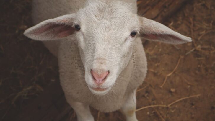 Disabled Lamb Steals the Show as Dad’s Wedding Ring Bearer