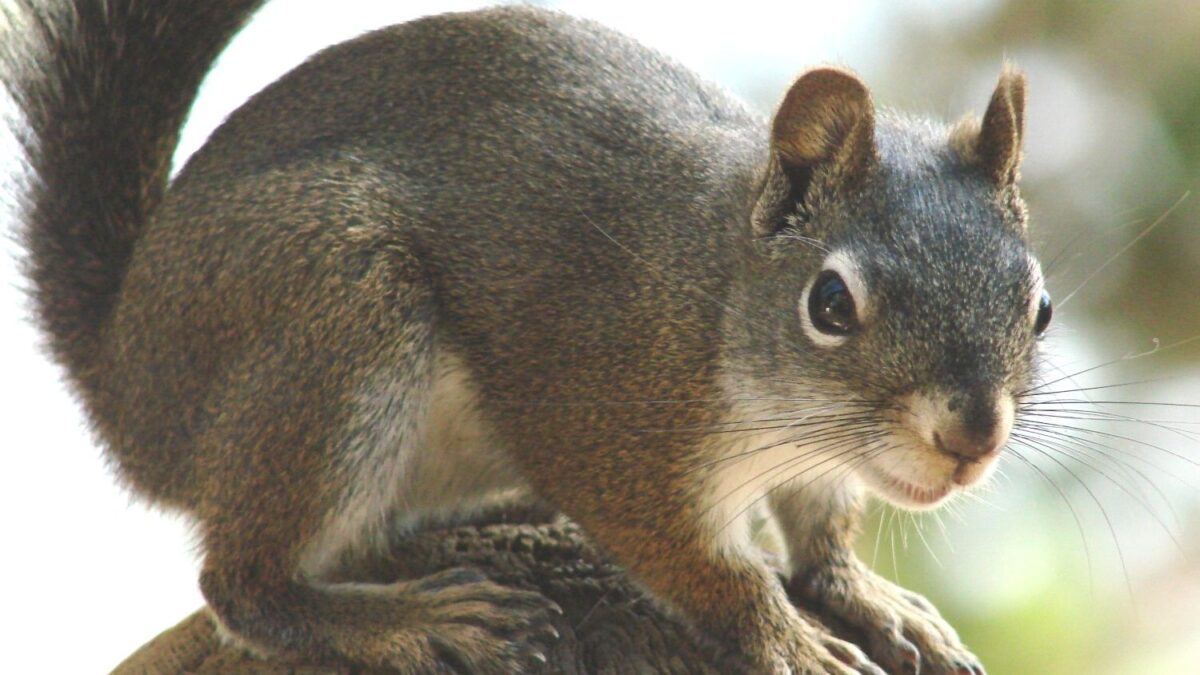 Even the Smallest Backyard Critters Play a Vital Role in Our Ecosystems