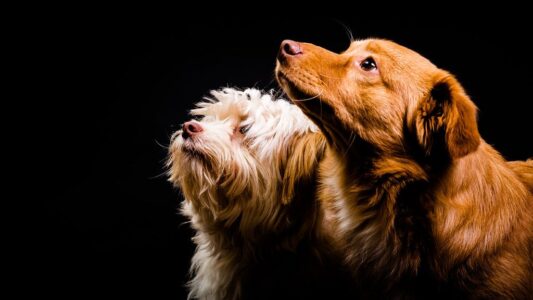 What It Means When Your Dog Refuses to Leave Your Side on Certain Days