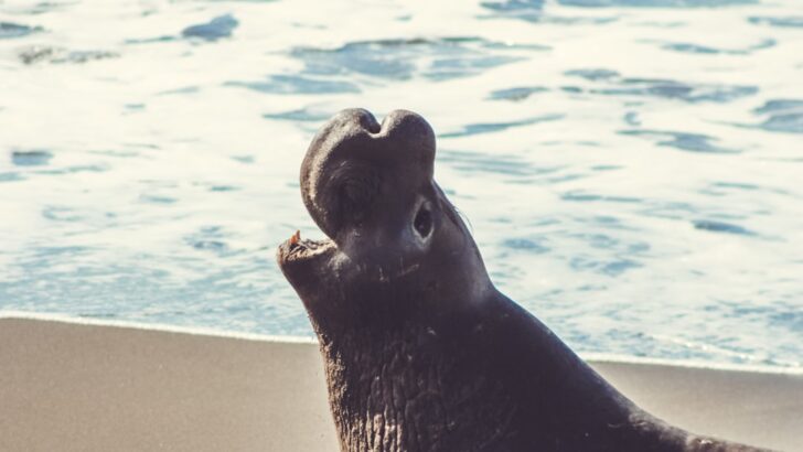 Deadly Avian Flu Detected in Northern Elephant Seals Along California Coast