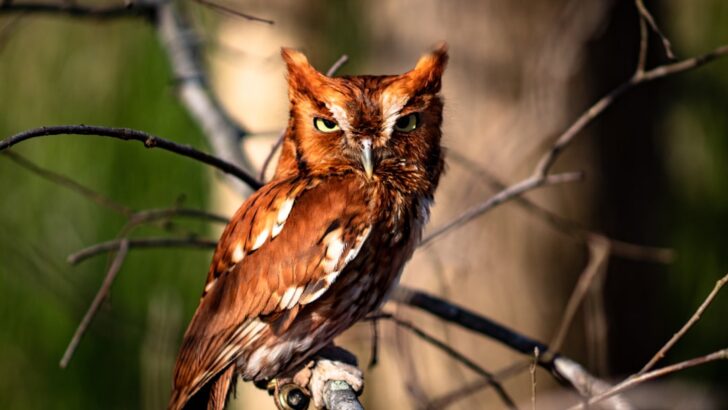 Sleepy Eastern Screech Owl Claims Florida Home for a Nap in the Morning