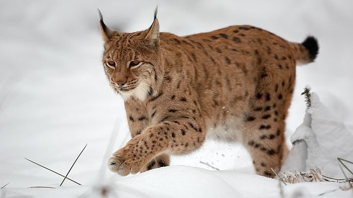 Which American Wild Cat Matches Your Element: Fire, Earth, Air, or Water?