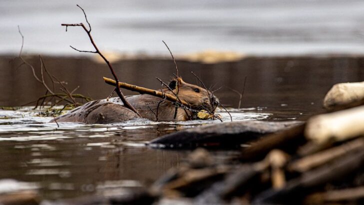 New Research Debunks the Myth That Beavers Worsen Flooding